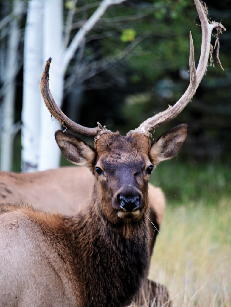 F&G seeks tips on elk poaching near Ketchum